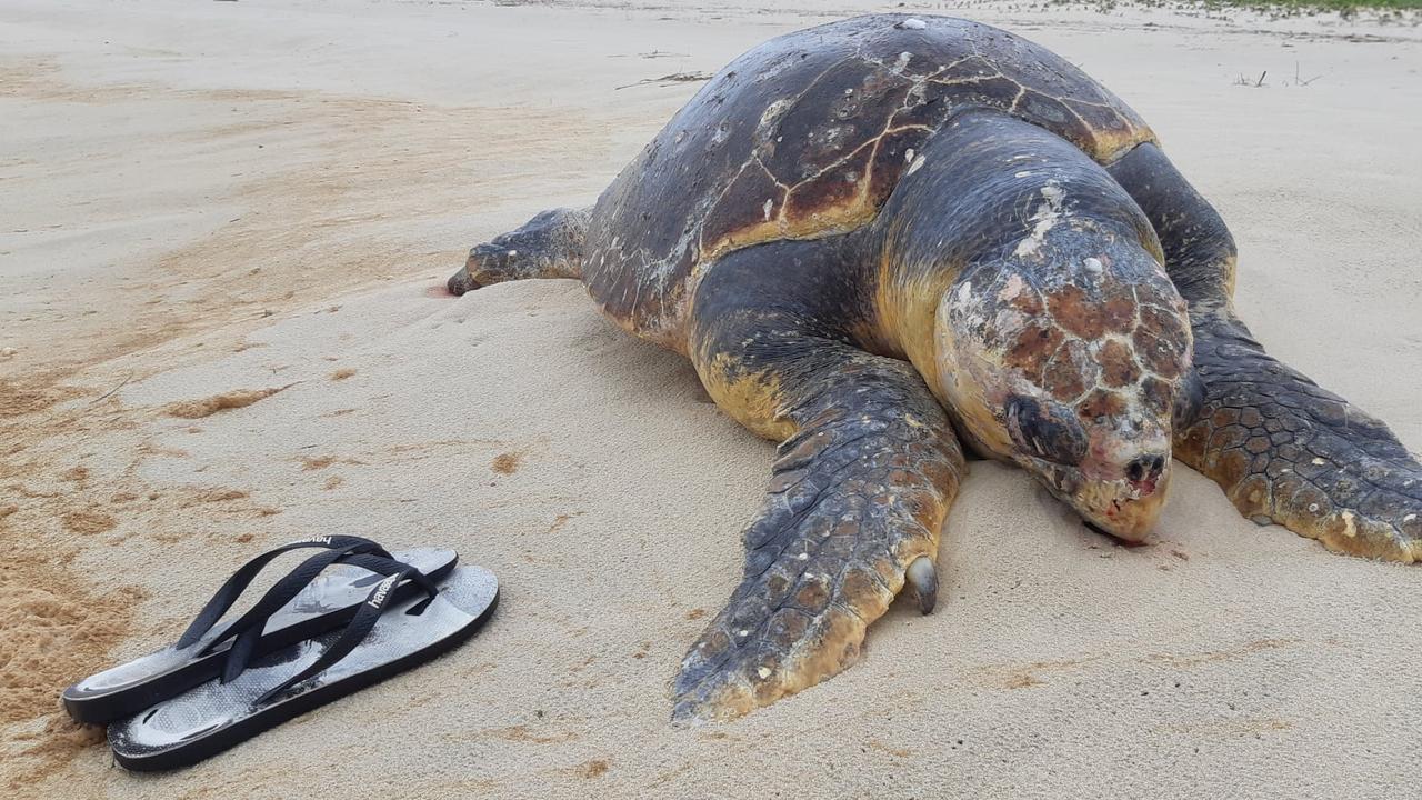 Loggerhead turtle dead on Kingscliff Beach | Daily Telegraph