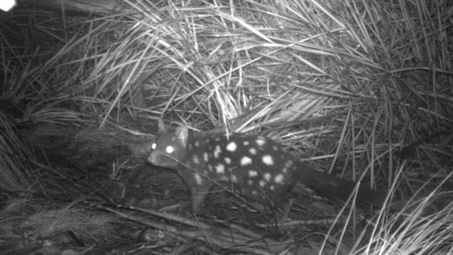 Eastern quoll.