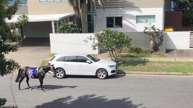 A horse roams a Surfers Paradise street after the Magic Millions beach race in 2023. Picture: Paul Syvret