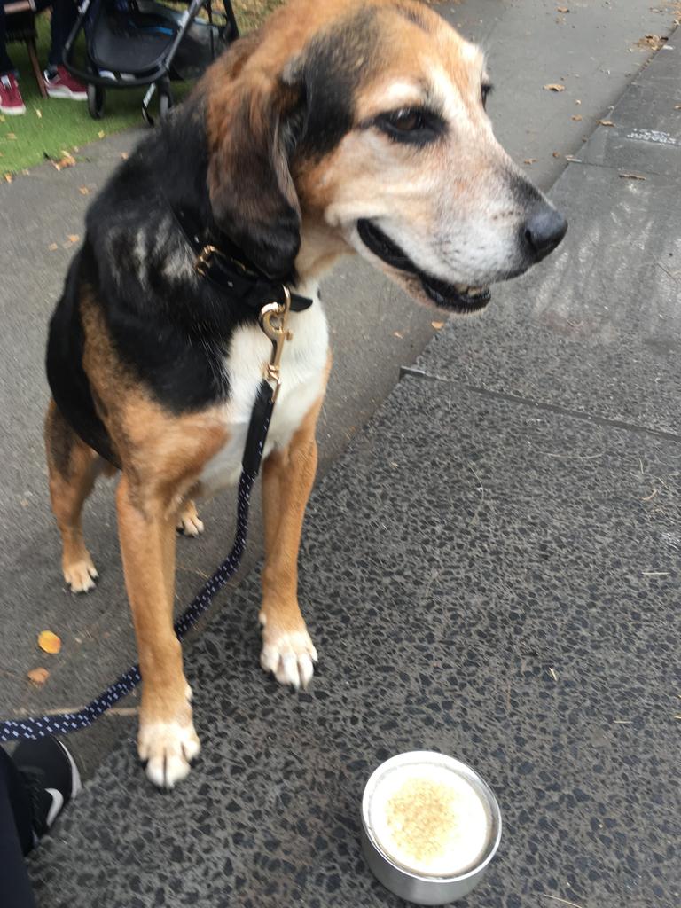 Enjoying a puppaccino.