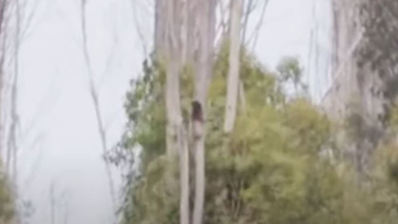 The footage shows the koalas running up the trees. Picture: 7NEWS