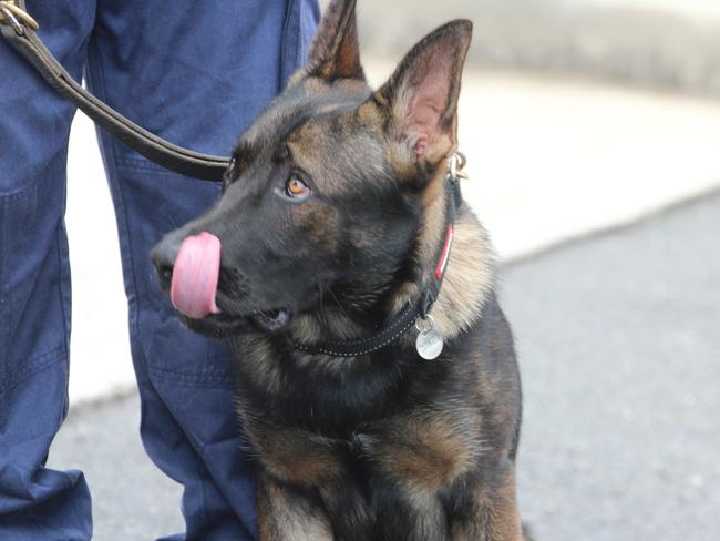 Richmond Police District's new police dog in training, Yogi the Belgian Shepherd.