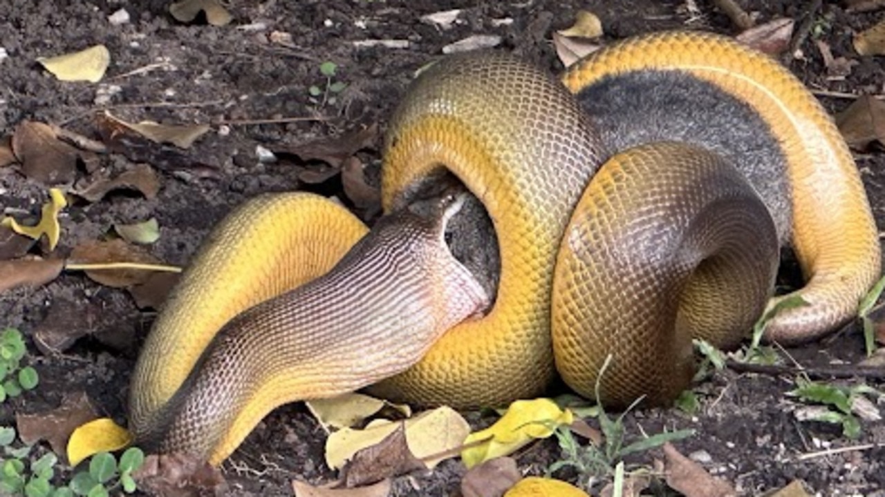 Goodbye possum: How Australia Day sssssnack went straight to the hips