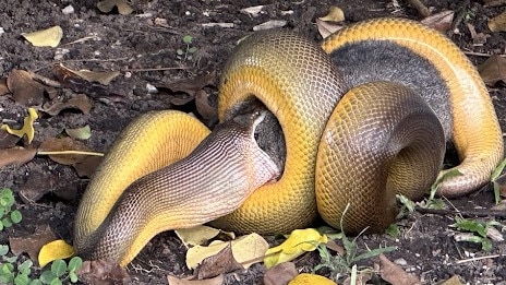 Python versus possum