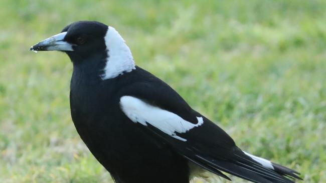 Magpies are causing havoc for competitors.