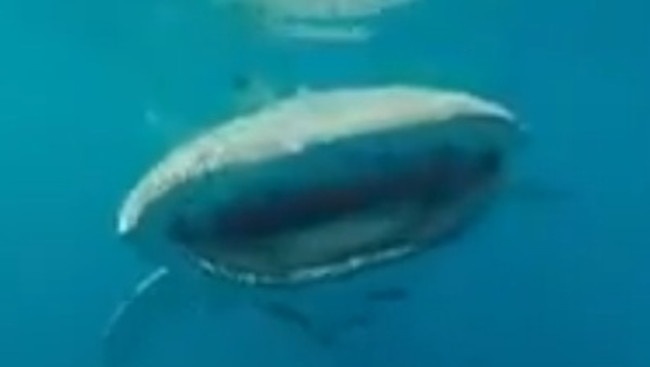 Fishermen capture footage of whale shark frollicking around their boat ...