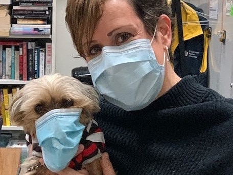 ‘Pandemic hero’ named Australia’s top office dog