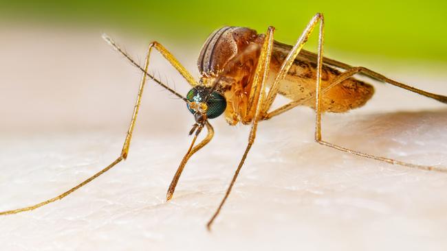 Adult female Cx. quinquefasciatus mosquito taking a blood meal. Picture: Supplied