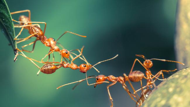 Spring is the time for ants to get on the move. Picture: iStock.