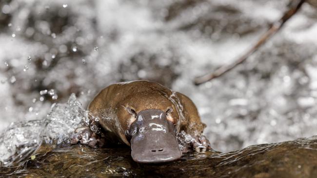 The Hobart Rivulet Platypus' Pete Walsh has won a Canon grant to continue making a second documentary on two female platypuses. Photo: Hobart Rivulet Platypus