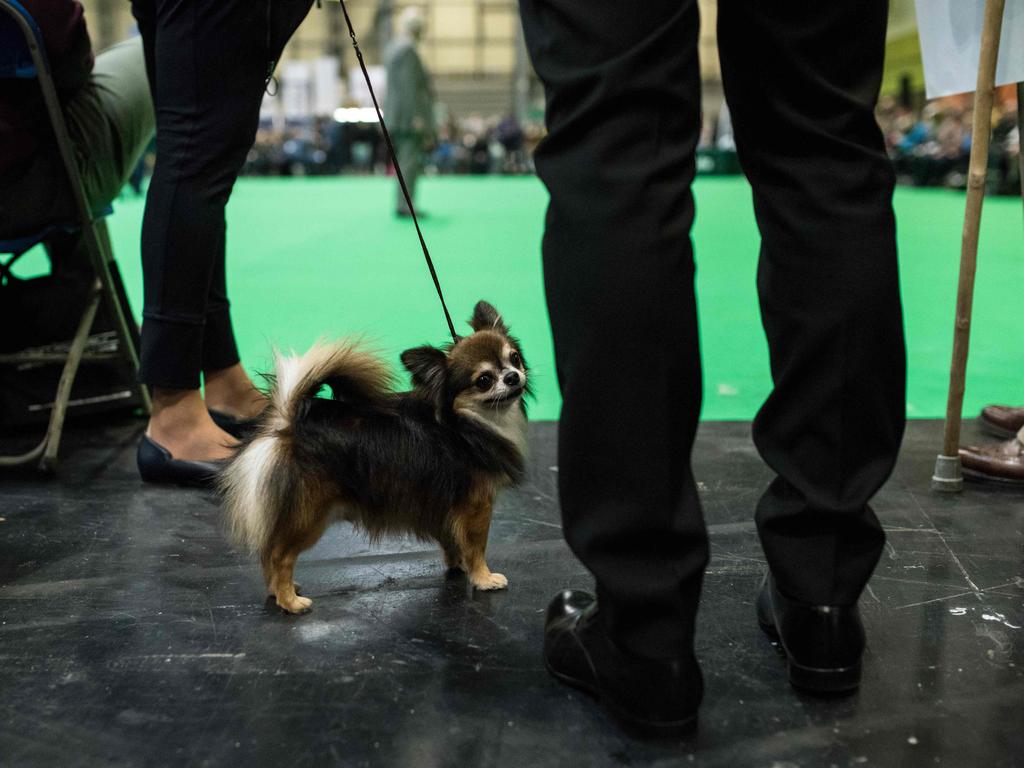 A man from Greece prepares to enter a show ring with his long coat chihuahua dog to take part in the Eukanuba World Challenge competition on the first day of the Crufts dog show at the National Exhibition Centre. Picture: AFP