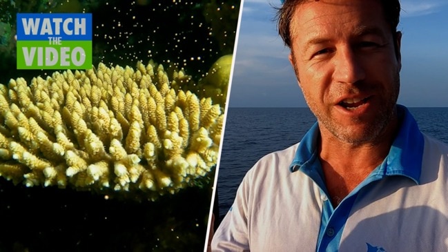 Best coral spawning seen for years