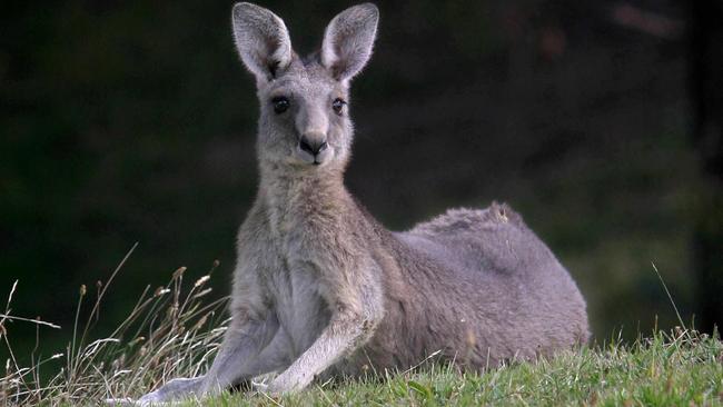 Victoria’s kangaroo harvest has been crippled by an export ban that has remained in place since December 10, primarily due to state government delays.