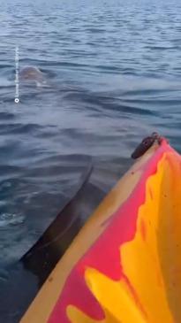 A huge shark swims under a kayaker