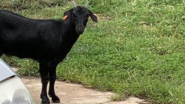 The goat that caused significant damage to a home in Kapunda. Picture: Truong Thi Kieu Loan on Facebook