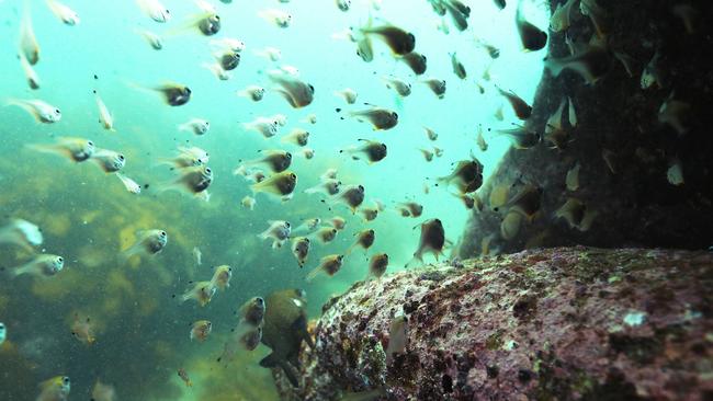 The Cabbage Tree Bay Aquatic Reserve could be tripled in size and three other aquatic reserves on the northern beaches could be expanded. Picture: Rohan Kelly