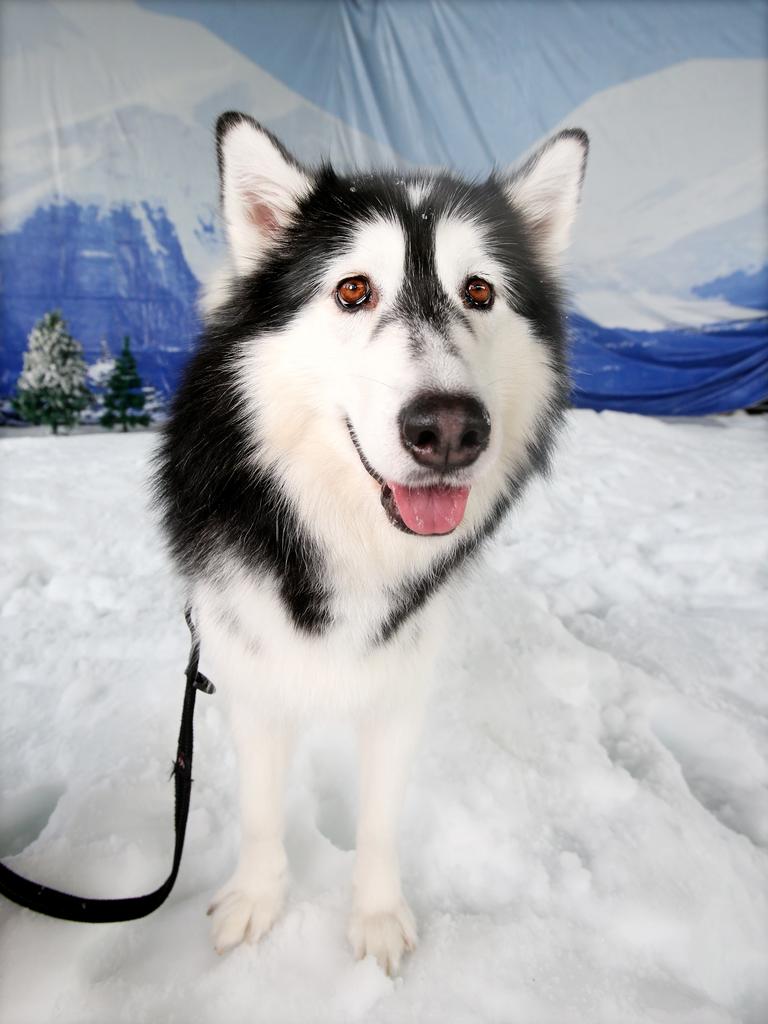 Meet Triton, an RSPCA rescue dog who took to the snow like a duck to water at snow4kids at Brisbane’s South Bank Parklands. Picture: AAP/Steve Pohlner