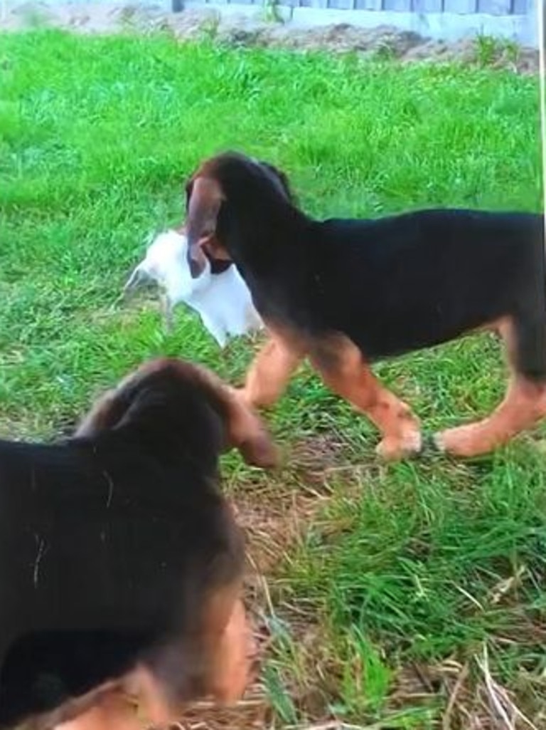 A guinea pig being used as live bait for puppies. Picture: Supplied