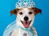 I don’t hate your dog. I hate your demented humanising of your pet