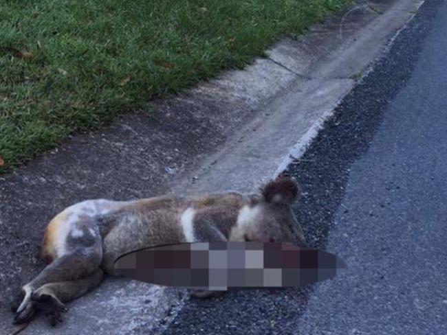 Pictured is one of many koalas that have been hit and killed on the Gold Coast. Picture: Wildcare Australia Inc/Facebook