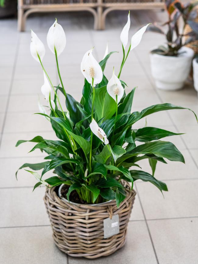 Peace Lily. Picture: Nick Clayton.