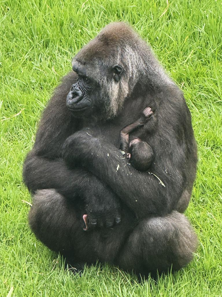 The complications that made Kaius’ arrival so traumatic for mum and bub two years ago thankfully did not recur. Picture: Chad Staples