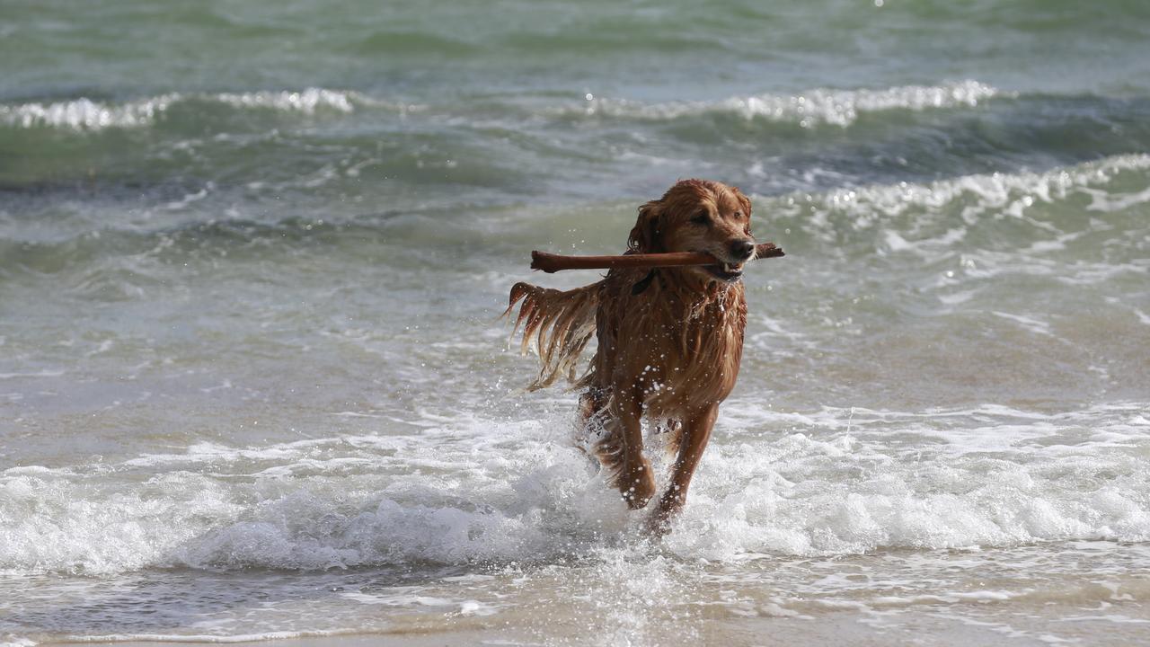 are dogs allowed at frankston beach