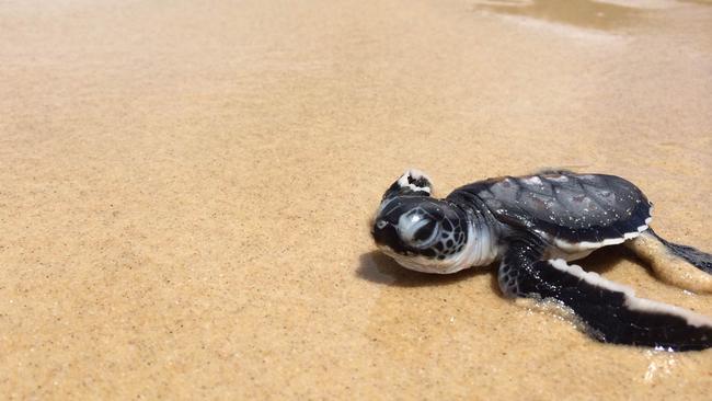 Green sea turtle hatchling.