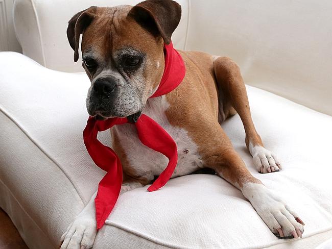 Dog: Scout (Boxer).