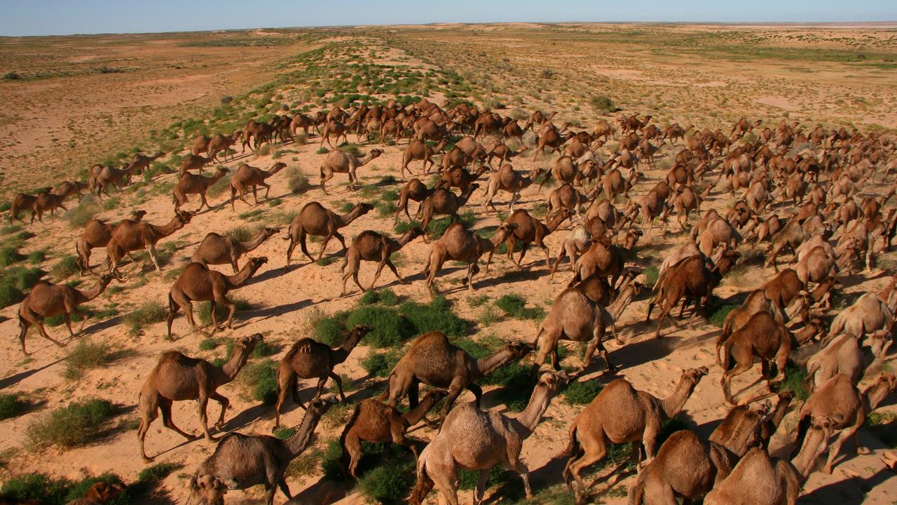 Feral Camel Cull In Northwest South Australia To Begin This Week | News ...