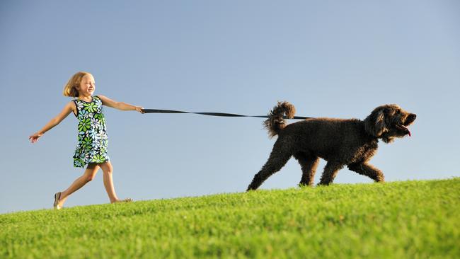 Walking the dog might just be the antidote you need.