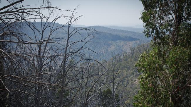 Police believe David died from a major medical event or a serious accident while hunting in the vicinity of Tomahawk Hut on Mt Stirling.