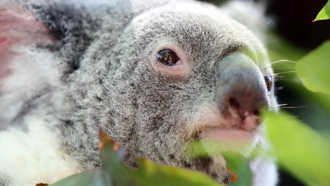 Dreamworld’s koala breeding program — the good work is being done just near where habitat is being lost due to residential development. Photo by Richard Gosling