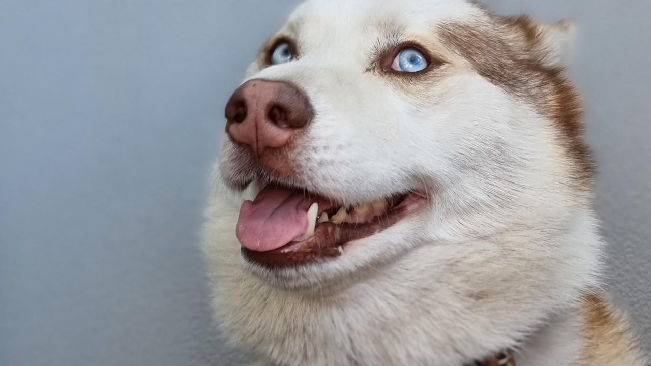 Sabre the Siberian Husky. Picture: Adrian Fowler/ Supplied