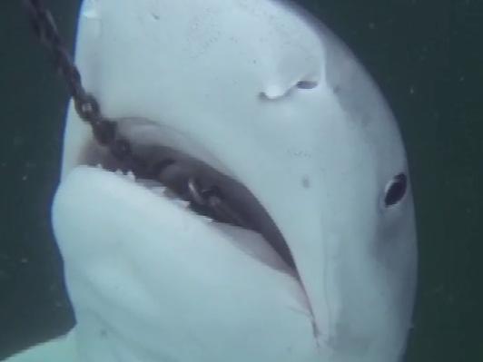 Pictured is a screen grab taken from the Sea Shepherd's documentary on the shark cull, called Apex Harmony The Shark Cull. To go with story by Peter Law.