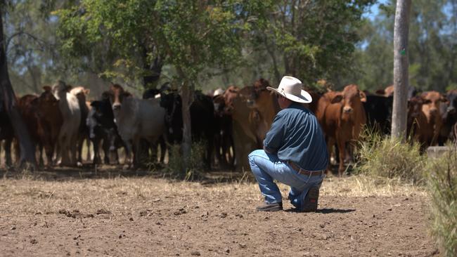 The carbon market is allowing billions of dollars to be invested into the land sector.