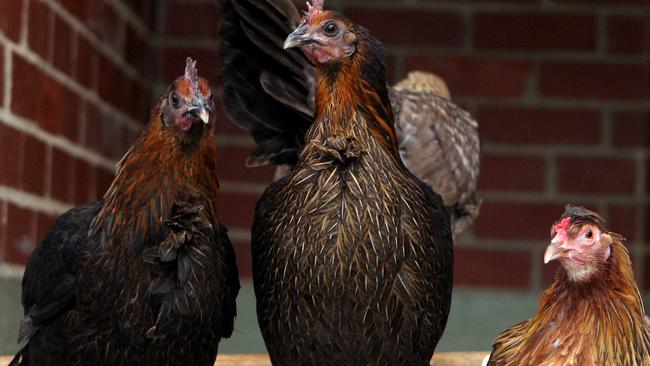 Hens recovered from a previous cockfighting operation in Victoria.