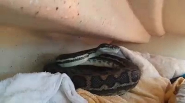 Snake on a boat in Moreton Bay