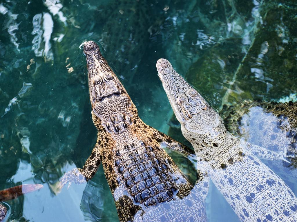 The safest way to see a croc in the Northern Territory is with a visit to Darwin’s Crocosaurus Cove. For brave visitors there is the not-very-reassuringly-named Cage of Death, where a transparent cage is lowered into the crocs’ pool. Picture: Cape Coconut/Shutterstock