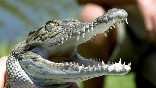 Crocodiles spotted in Queensland: A brief history of sightings and ...