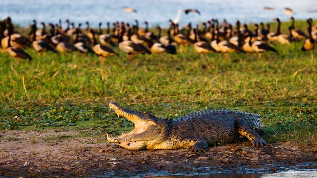 Salt water crocodile at the Kakadu National Park.