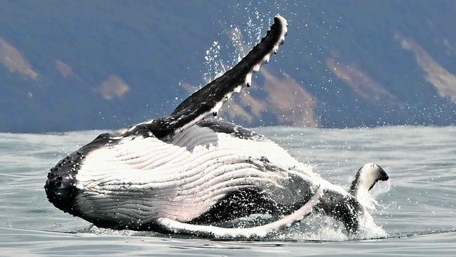 A splashing female humpback calls for her calf. Picture: Lyndon Mechielsen/The Australian