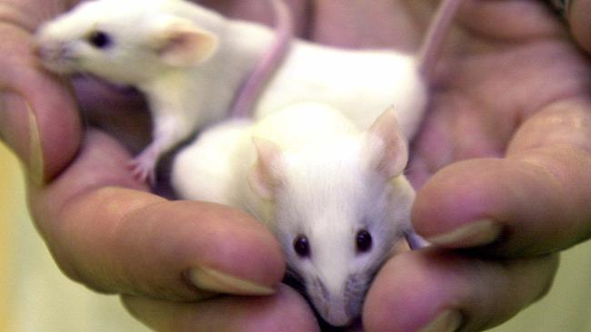 Laboratory mice at the CSIRO. Picture John Feder.