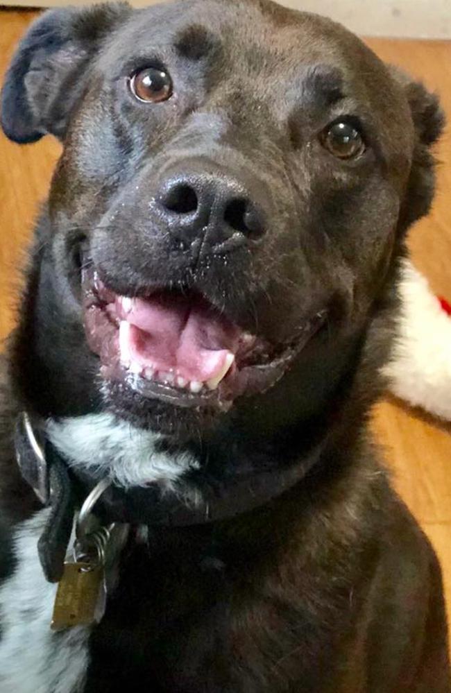 Facebook pet rescue page shares photo of dog waiting beside bed of dead ...