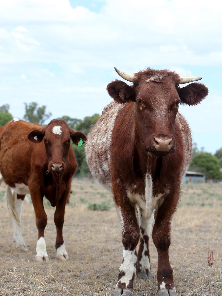 Gary says originally he started with Shorthorn cattle because of their meat quality and marbling. Picture: Yuri Kouzmin