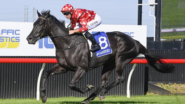 Sizzler is looking to continue his good form when he heads to Randwick-Kensington. Picture: Bradley Photos