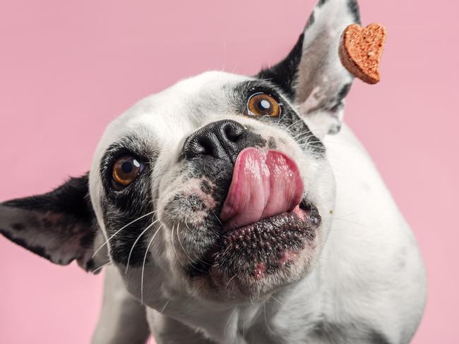 French bulldog trying to catch a dog biscuit thrown to her by her owner. Close-up portrait, photographed against a pale pink background, horizontal format with some copy space.