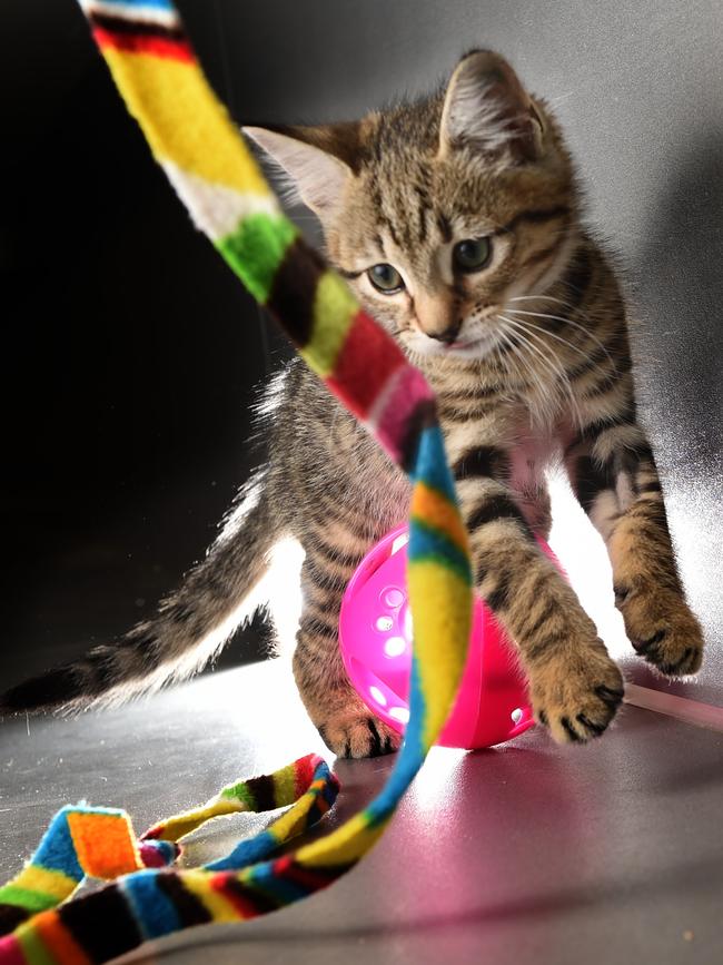 The Lost Dogs home nursed the kitten to health. Picture: Tony Gough