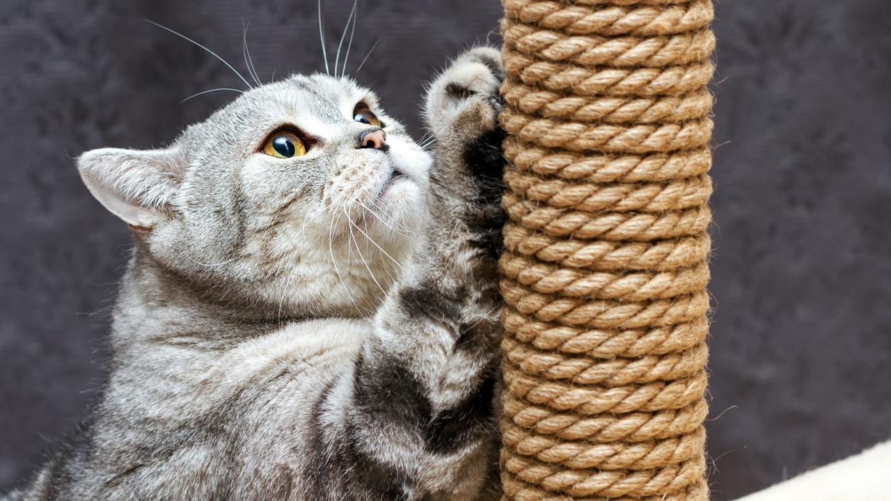 One case involved a scractch from a cat. Picture: iStock