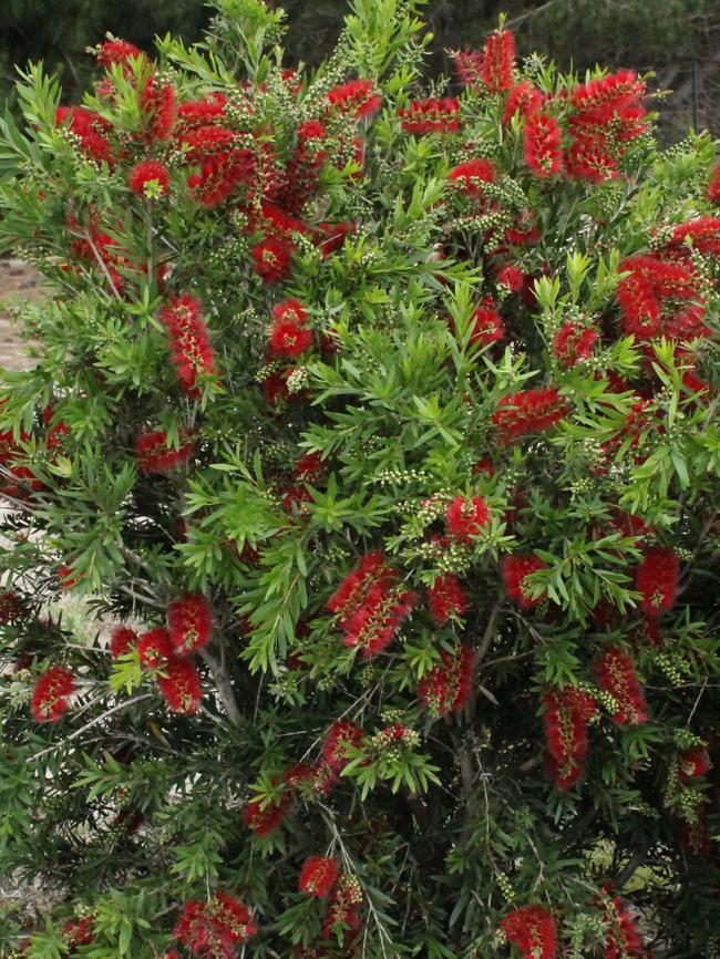 Callistemon ‘Macarthur’